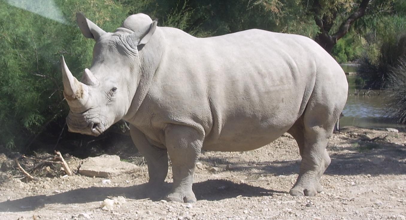 Rinoceronte blanco viajará a Japón para conocer el amor