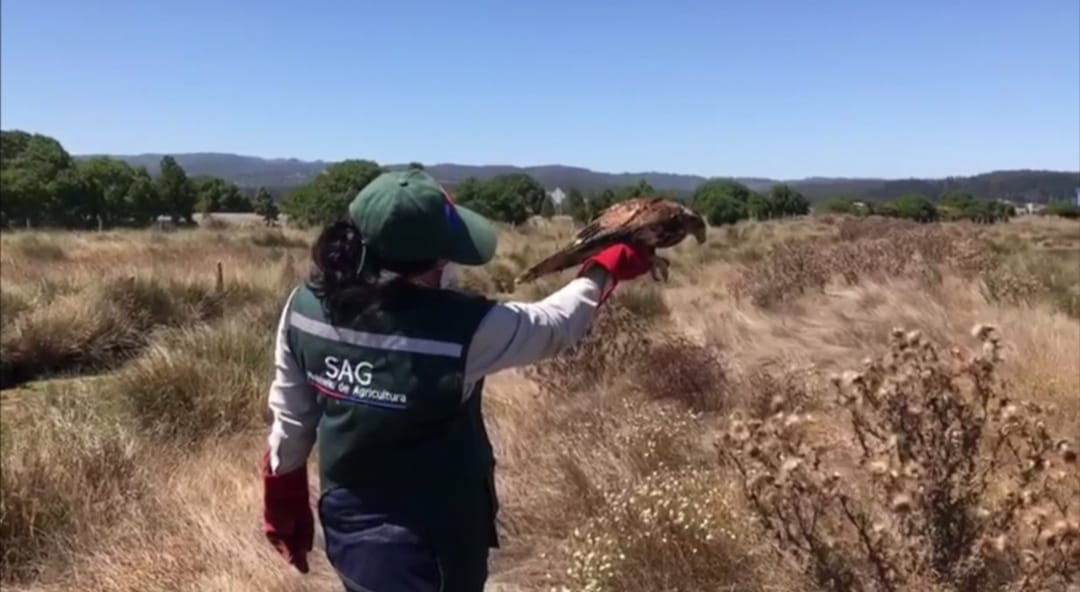 SAG Biobío llamó a respetar a la fauna silvestre: Se han recepcionado 310 denuncias en el último año