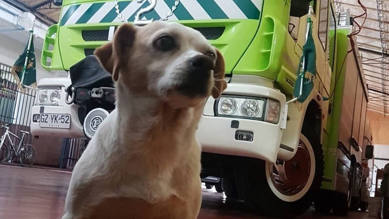 Con emotiva ceremonia Bomberos despidió a “Shirley”