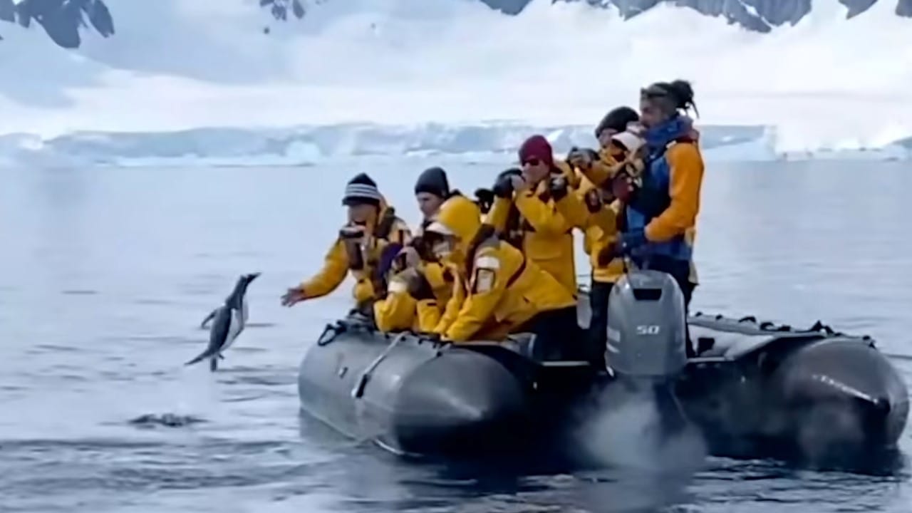 Video registra a agil pingüino escapando de orcas en la Antártica