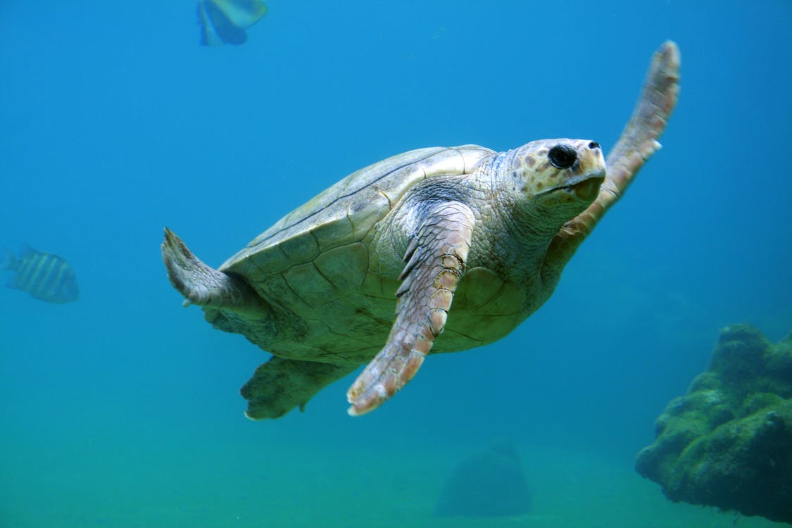 Diez adultos y nueve niños mueren intoxicados tras comer carne de tortuga marina