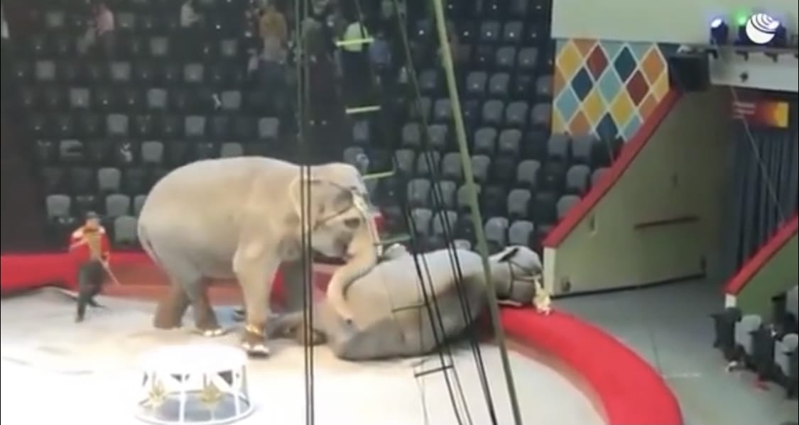 Dos elefantes pelean en plena función y caen sobre la primera fila del circo