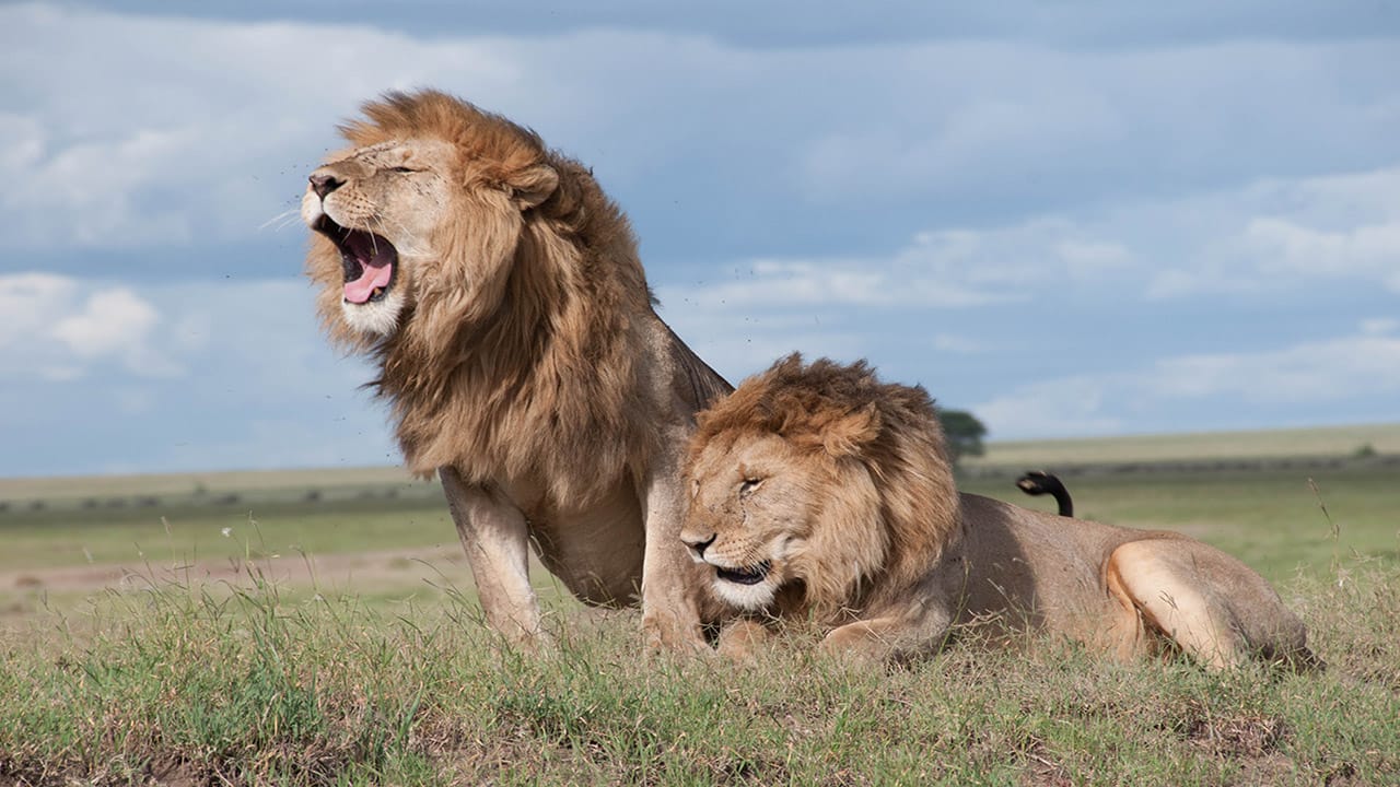 Dos leones devoran a un hombre que salió a cazar animales en Sudáfrica