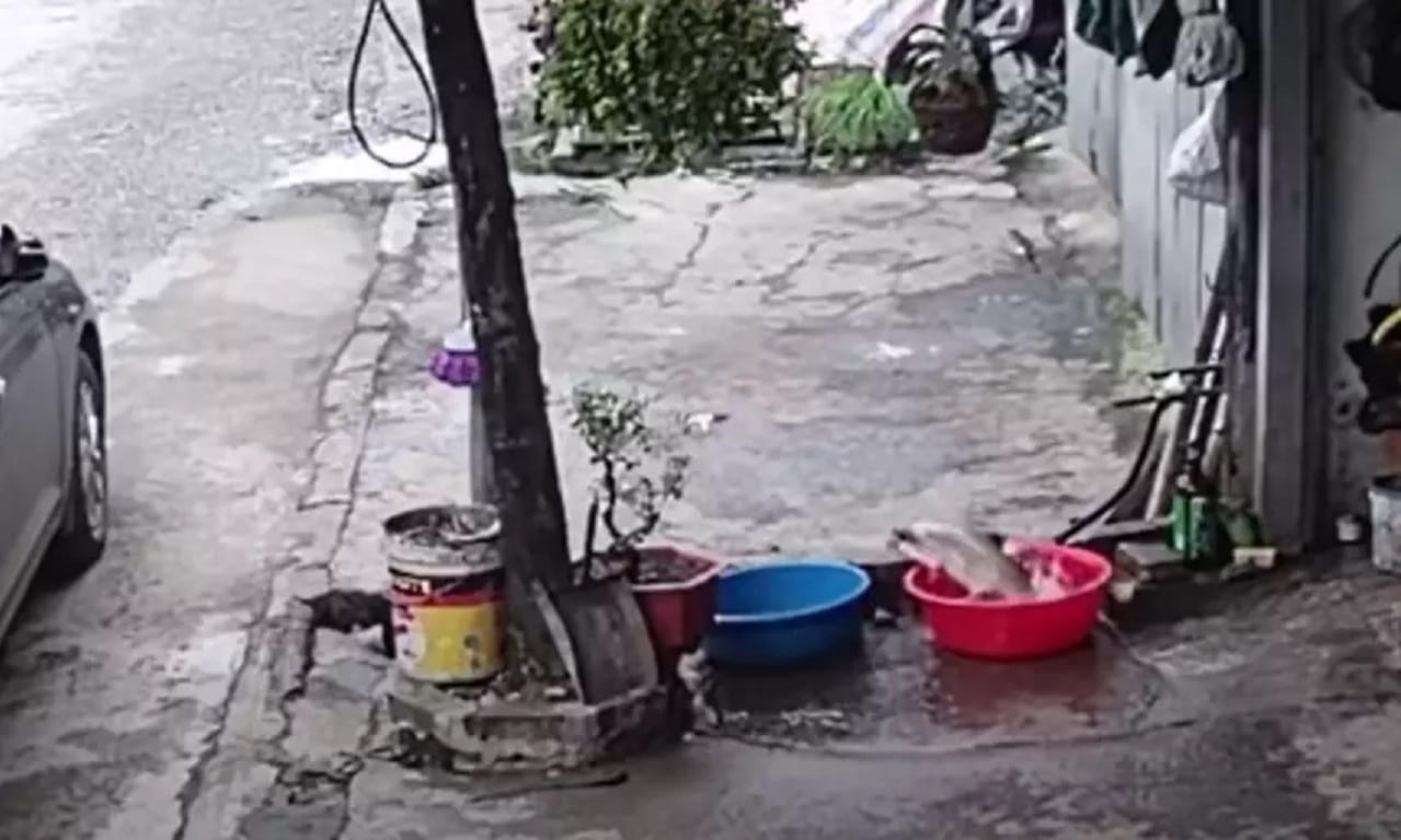 ¡Nemo en la vida real! Registran momento en que pez salta por su libertad a un canal de alcantarillado