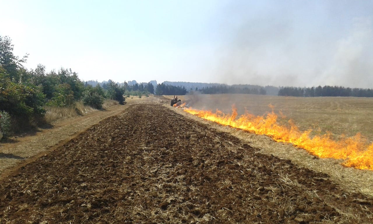 Conaf levantó restricción de quemas agrícolas en algunas comunas del Biobío