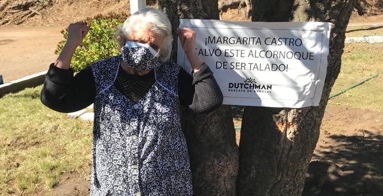 Árbol rescatado por adulta mayor de 89 años fue replantado en vivero municipal de Talcahuano