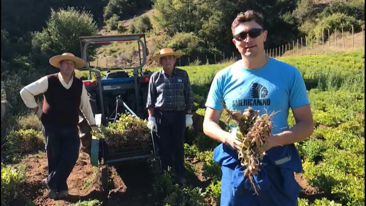 Agricultor innovador cuenta con emprendimiento de mantequilla de maní desde Arauco