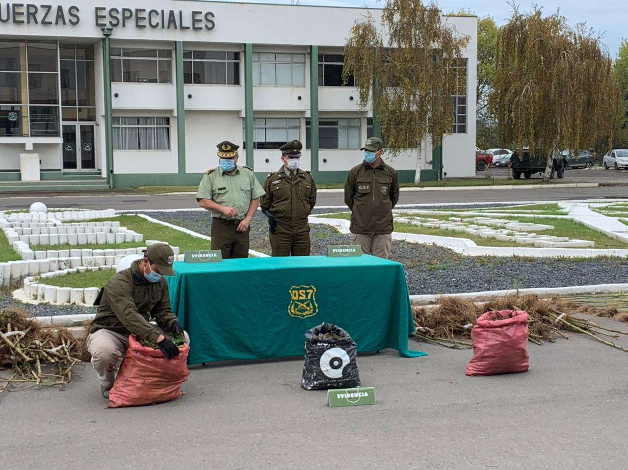 Incautan cerca de 2 mil millones de pesos en marihuana que llegaría a Concepción