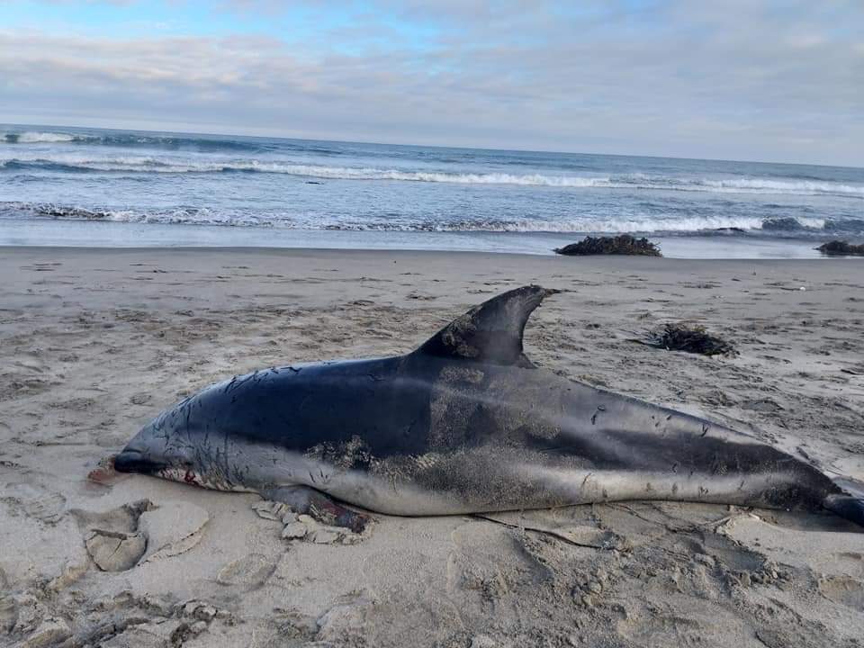 Encuentran varado y sin vida a un delfín en playa de Lebu