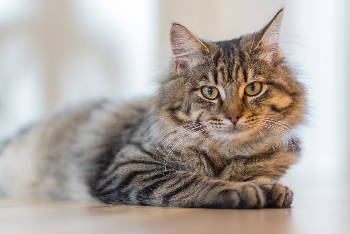 Aprueban la primera vacuna contra el Covid-19 para animales