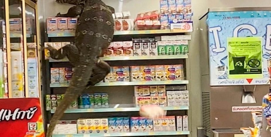 ¿El villano de Spiderman? Enorme lagarto causó temor en supermercado