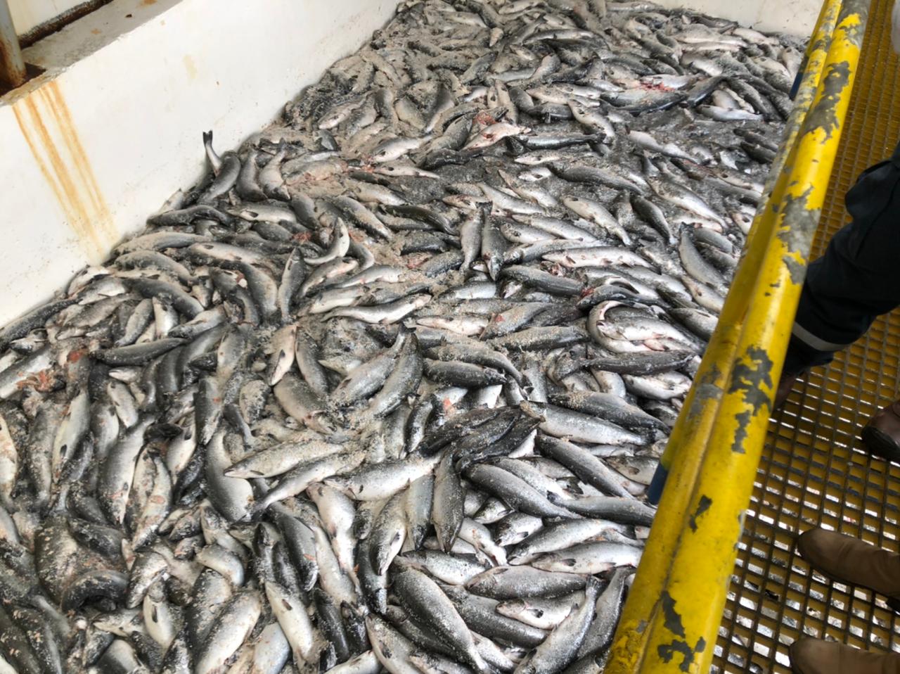 Con operativo anti “gatos”: Pesquera Landes concretó en Talcahuano segundo desembarco de salmones muertos en el sur del país