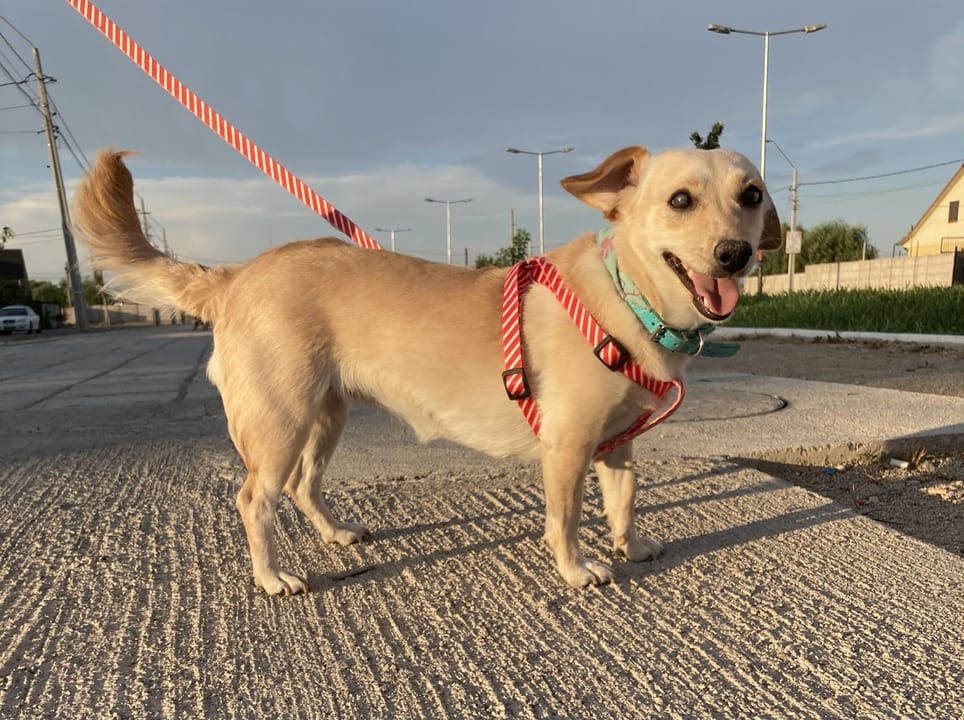 “Vendo fruta”: El divertido mensaje de una perrita tras realizar una travesura