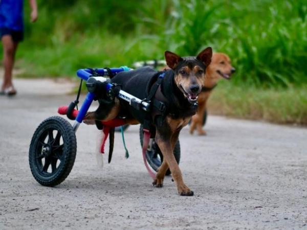 Perritos discapacitados reciben sillas de ruedas y vuelven a correr