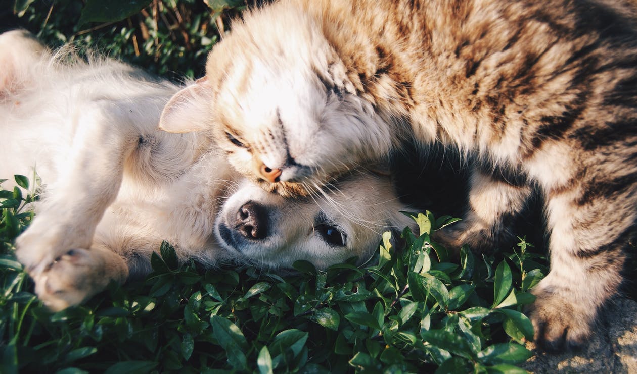 Proponen permisos de desplazamiento para urgencias médicas veterinarias en cuarentena