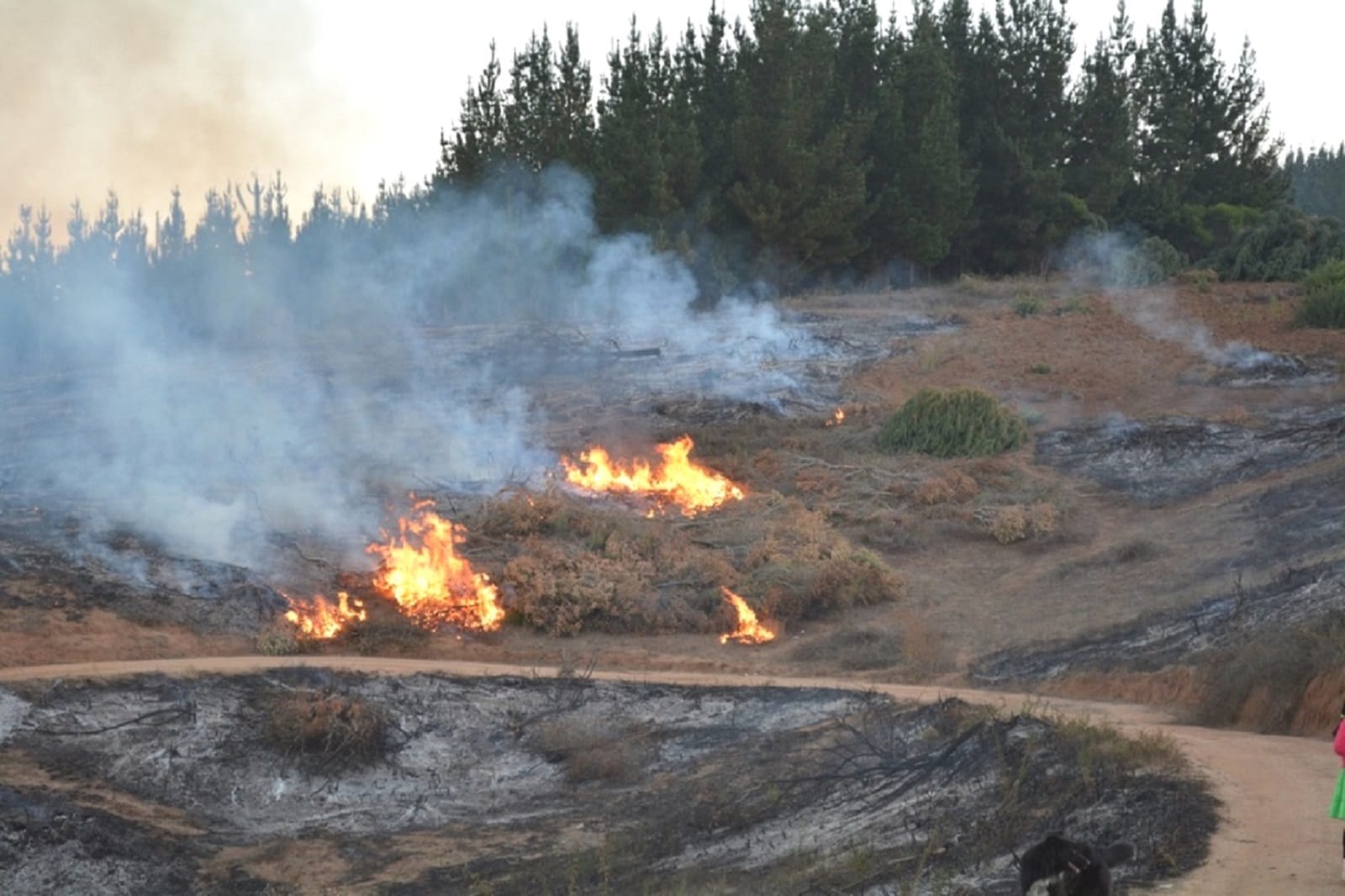 Levantan suspensión al uso del fuego para quemas forestales en algunas comunas del Biobío