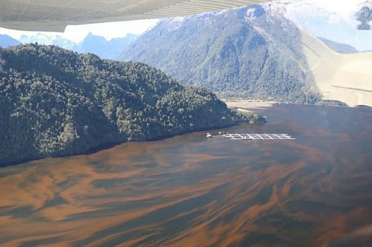 600 toneladas de salmones muertos en el sur llegarán a Talcahuano para ser procesados en plantas