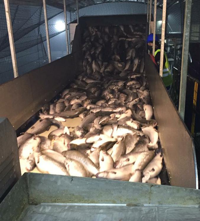 “Gatos” roban salmones muertos traidos del sur a Talcahuano: Llaman a no comprar en comercio informal