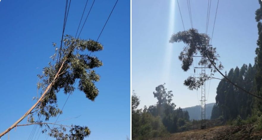 Acusan que corte de energía al sur del Biobío se produjo por una tala ilegal de árboles