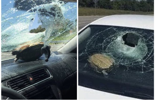 Mujer resultó herida luego que una tortuga impactara el parabrisas de su vehículo