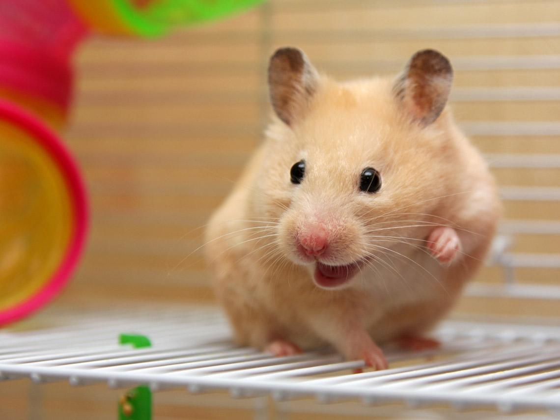 Niña fue mordida por su hamster y debió ser hospitalizada en el Reino Unido
