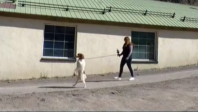 La conmovedora historia de Dexter, el perro que tuvo que aprender a caminar como humano