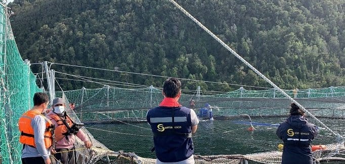 Sernapesca activó operativo ante llegada de mortalidad de salmones a la Región del Biobío
