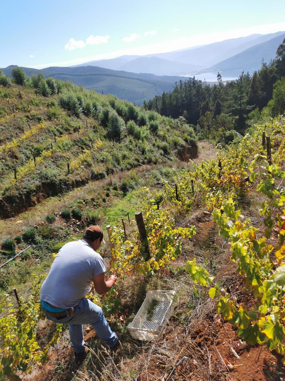 Agricultor innova con proyecto vitivinícola y concreta su primera vendimia en Contulmo