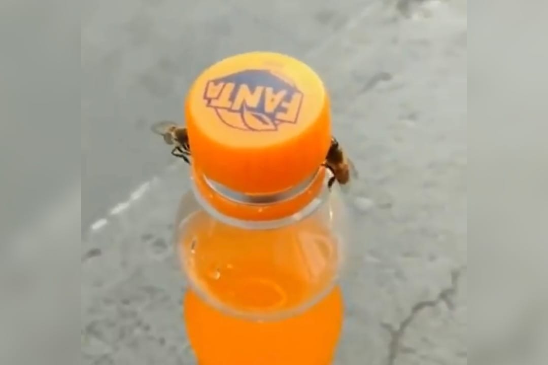 Hombre grabó sorprendente trabajo de dos abejas: Usuarios en redes destacaron su inteligencia