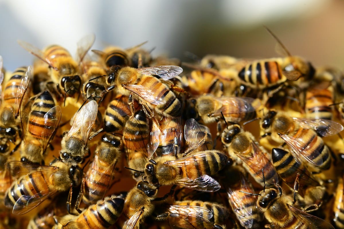 Hoy se celebra el Día Mundial de las Abejas: Los insectos más importantes del planeta