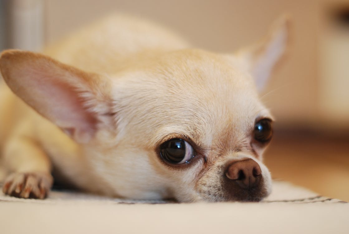 Perro chihuahua arriesga dura pena por morder a vendedora de cosméticos
