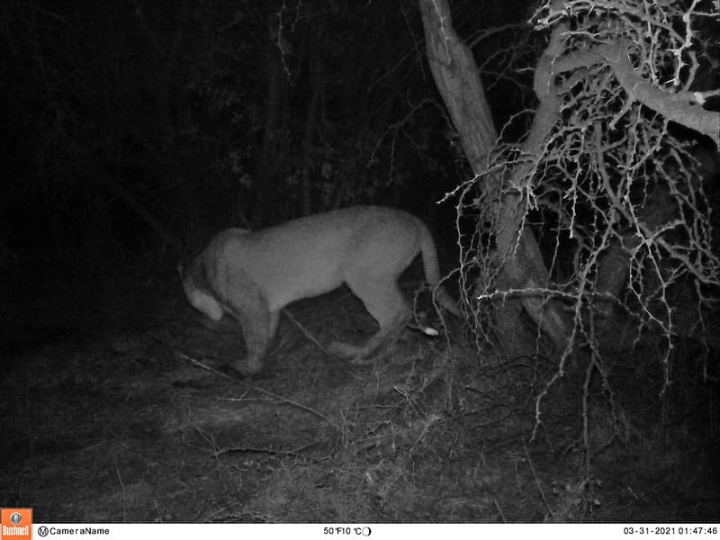 Cámara trampa capta por primera vez un puma en Reserva Nacional Peñuelas
