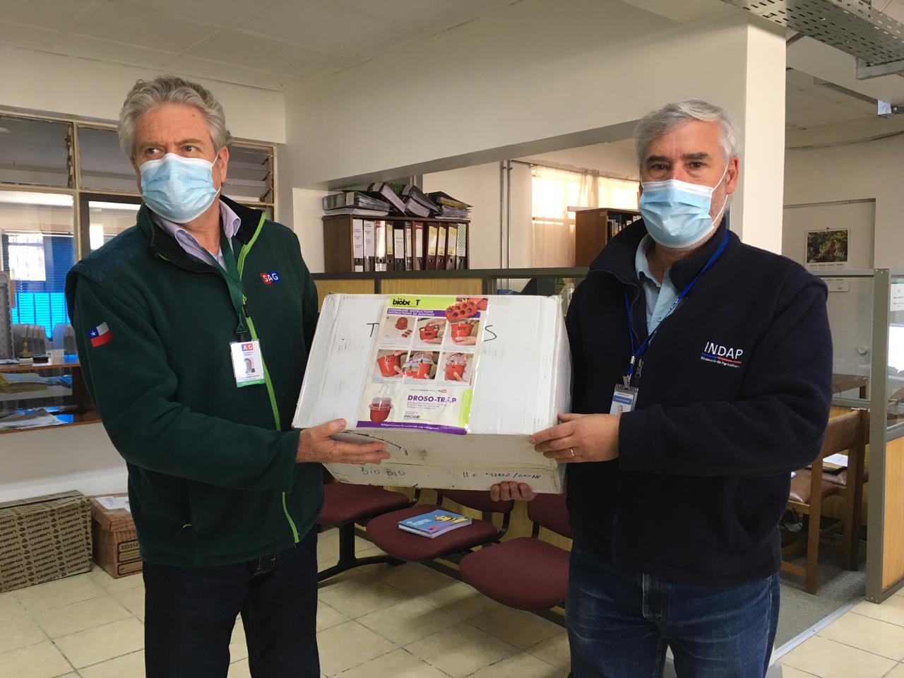 Entregan 448 trampas a pequeños agricultores en Biobío para detectar mosca de las alas manchadas