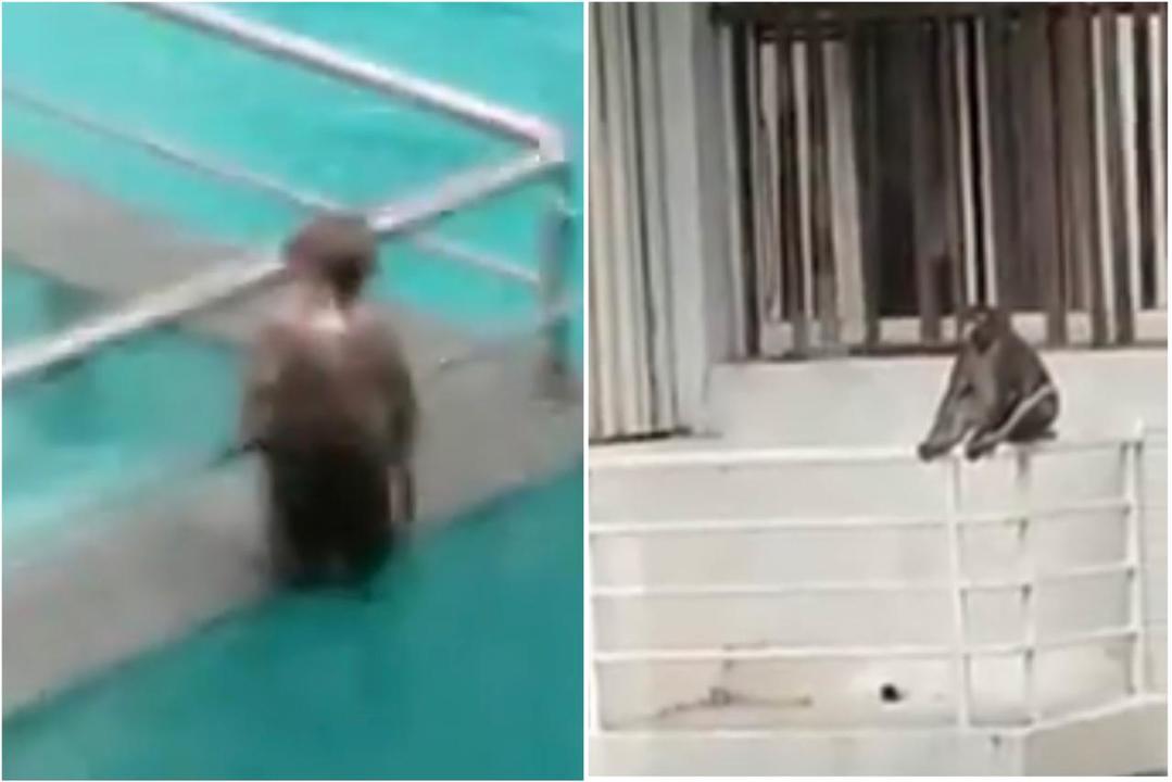 Video registra a grupo de monos apropiándose de hoteles de lujo