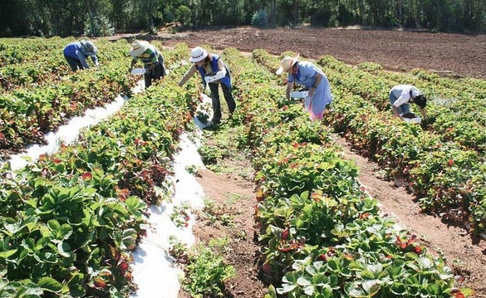 Habilitan primer concurso de eficiencia hídrica para mujeres agricultoras y pueblos originarios