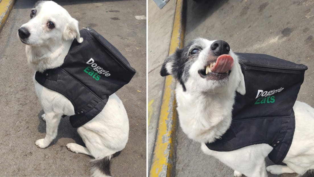 Furor por Doggie Eats: La perrita que realiza delivery de comida