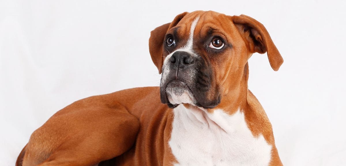Perro termina internado tras ser golpeado con herramienta agrícola en Osorno