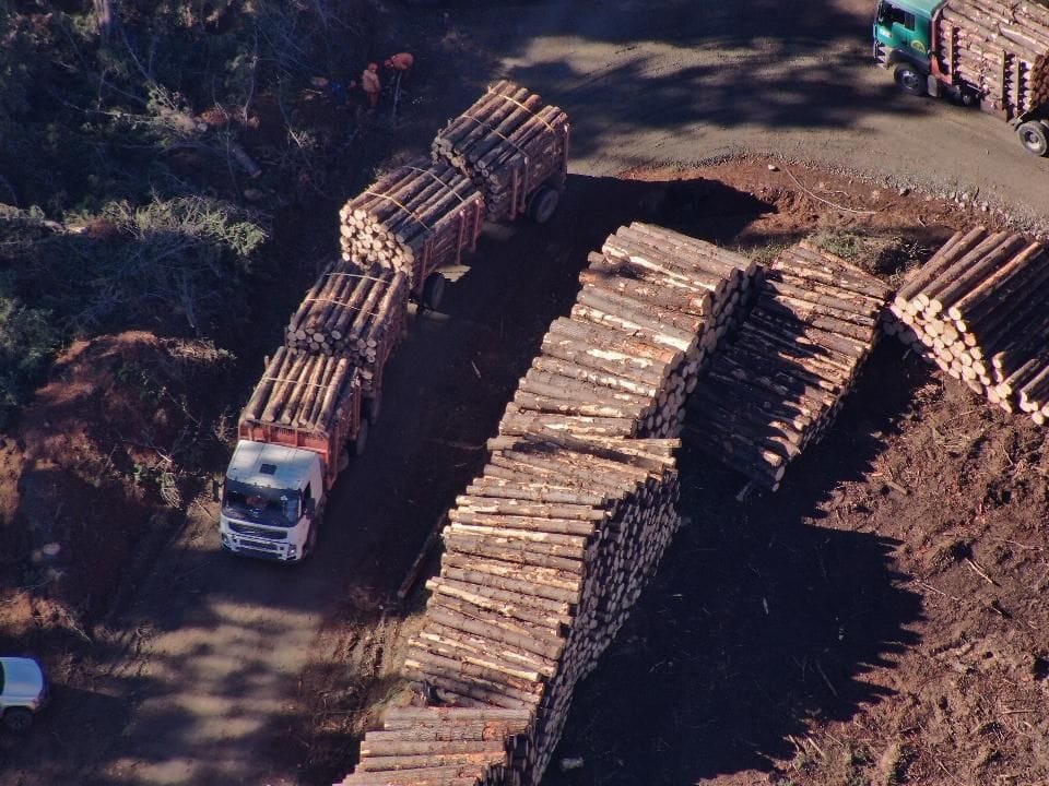 Robo de madera en Los Álamos termina con dos detenidos