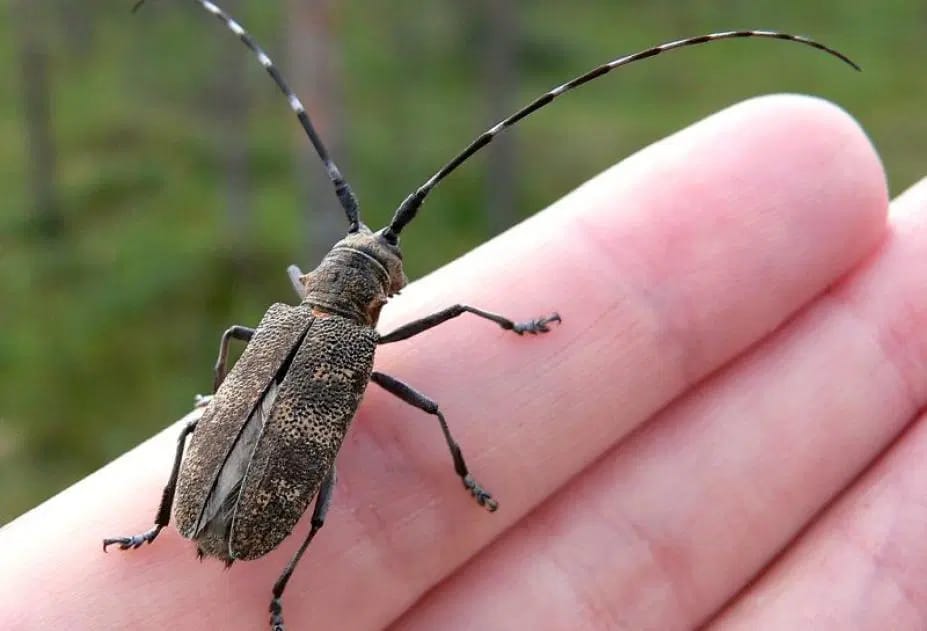 Justo a tiempo: SAG Biobío logró interceptar una peligrosa plaga proveniente desde el extranjero