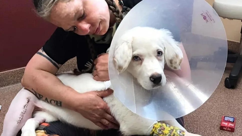 Se hizo justicia: Hombre fue condenado a dos años de prisión por maltratar a su perro