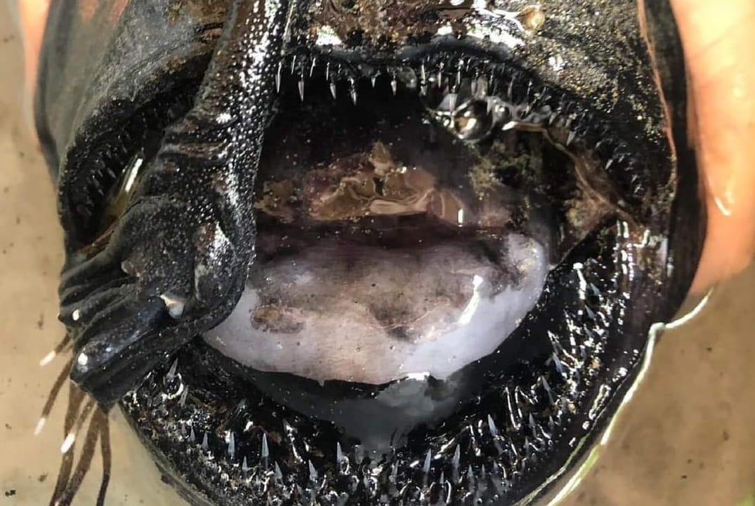 Impacto por hallazgo de extraño y poco documentado pez abisal en plena playa
