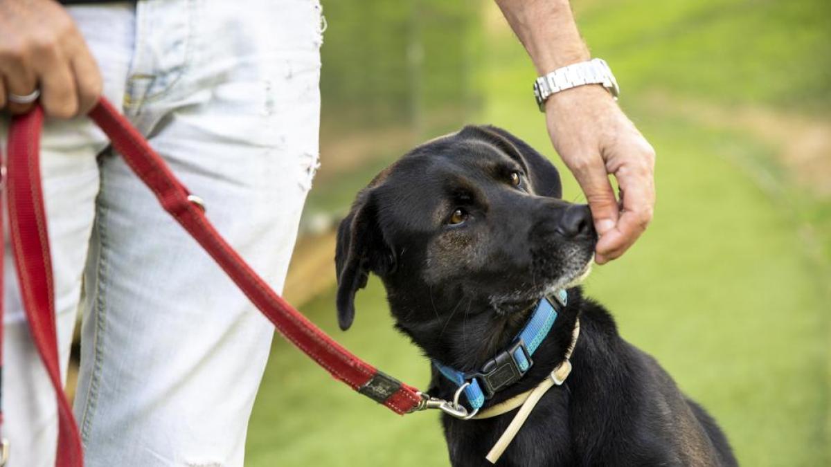 Innovadora práctica: Perros detectan el COVID-19 solo oliendo el sudor