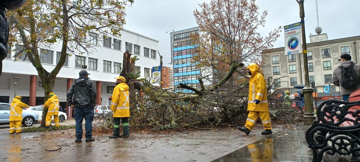 Caída de añoso árbol en la Plaza Independencia provocó un estruendo en Concepción
