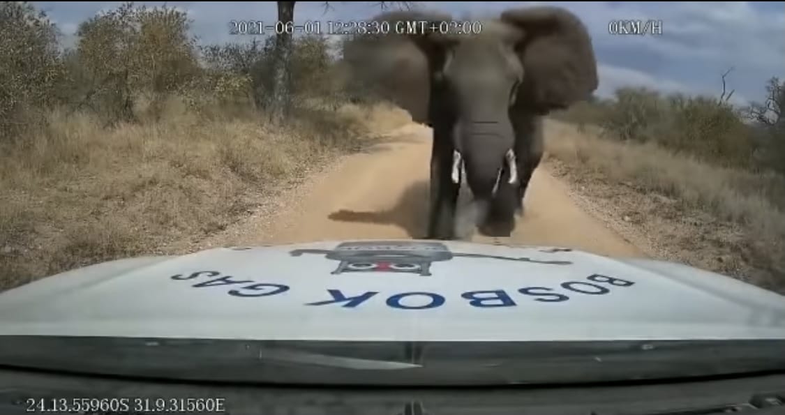 Video registró el peligroso encuentro que tuvo un repartidor con un elefante