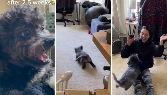 Graban como un perro no aguanta la emoción al ver a su dueña tras semanas separados