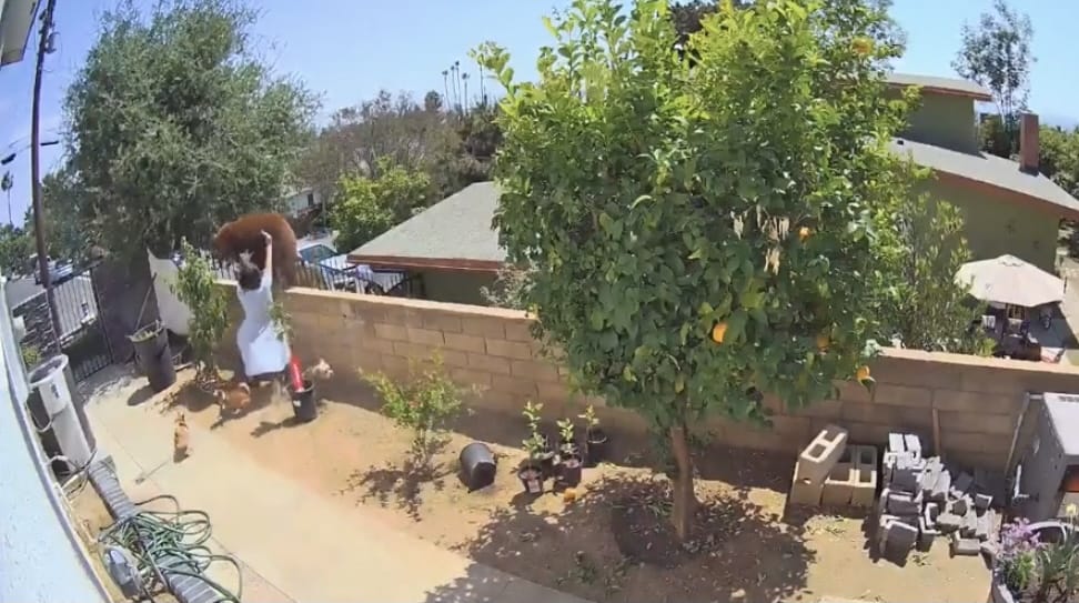 Mujer se viralizó tras empujar a un oso para salvar a sus perros