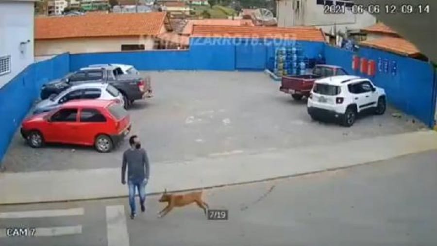 Perro “atropella a toda velocidad” a una persona y se vuelve viral