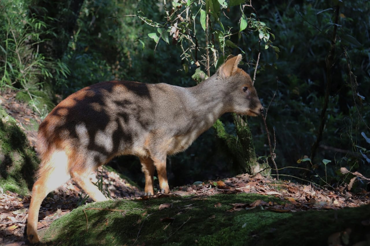 Parque Alessandri Coronel fue escenario de la exitosa liberación de un Pudú