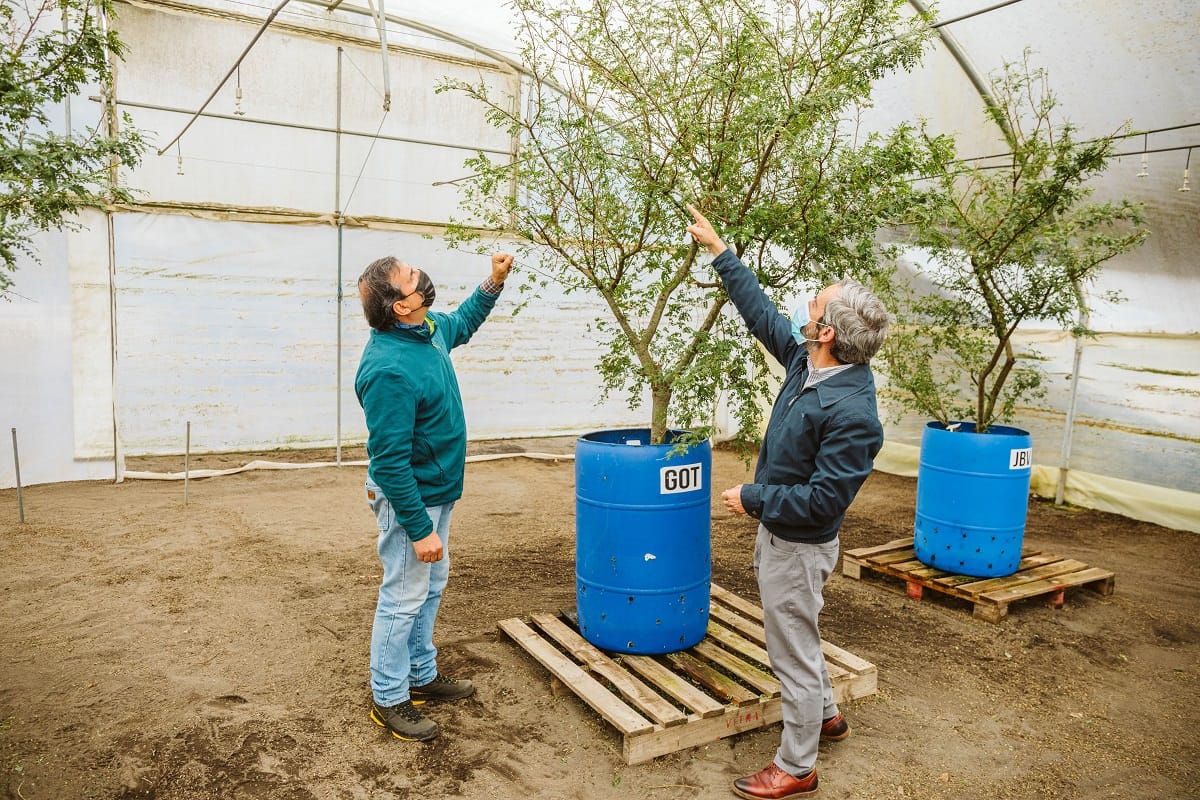 El regreso del Toromiro a Isla de Pascua: Llevarán 200 plantas de árbol casi extinto a Rapa Nui