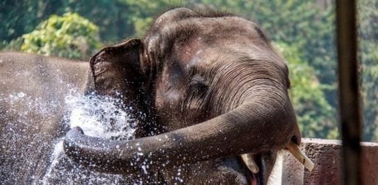 Un elefante destruyó la cocina de una familia en busca de alimentos